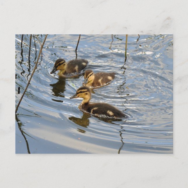 Mallard ducklings postcard (Front)