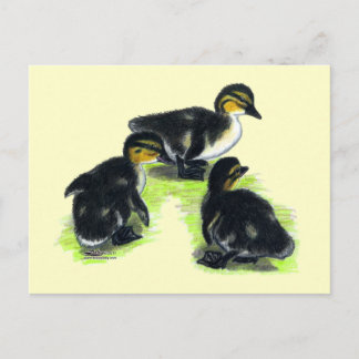 Mallard Ducklings Postcard
