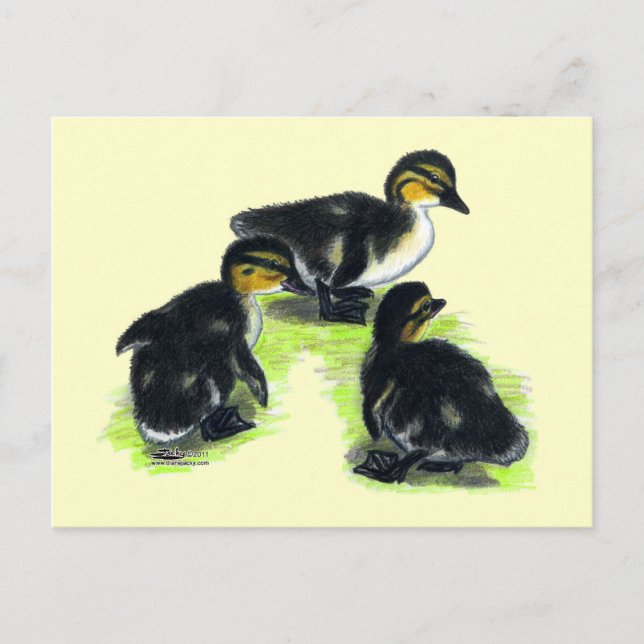 Mallard Ducklings Postcard (Front)