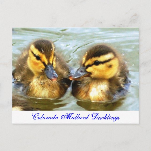 Mallard Ducklings Postcard (Front)