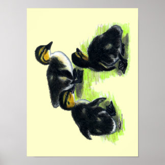 Mallard Ducklings Poster