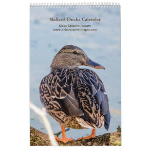 Mallard Ducks 2026 Calendar
