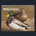 Mallard Ducks Calendar<br><div class="desc">Nature calendar with full colour photographs of Mallard Ducks. Unique gift idea! Great for sportsmen, hunters, nature lovers! Detailed close-ups of Mallard Ducks.</div>