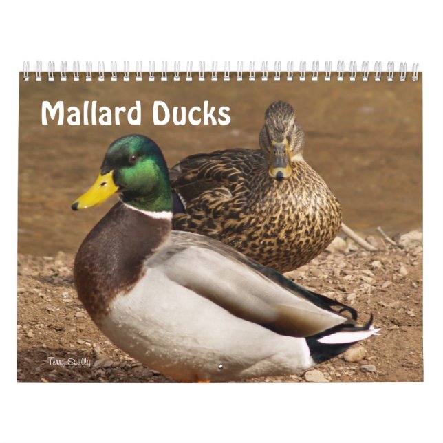 Mallard Ducks Calendar (Cover)