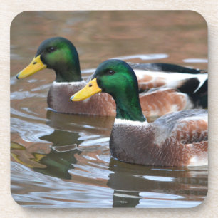 Mallard Ducks Coaster