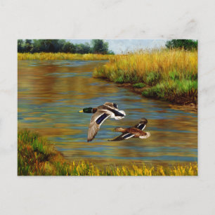 Mallard Ducks Flying Over Pond Postcard