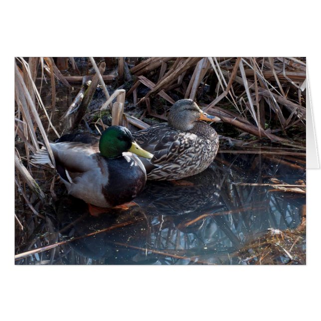 Mallard Ducks -Frameable Art Cards (Front Horizontal)