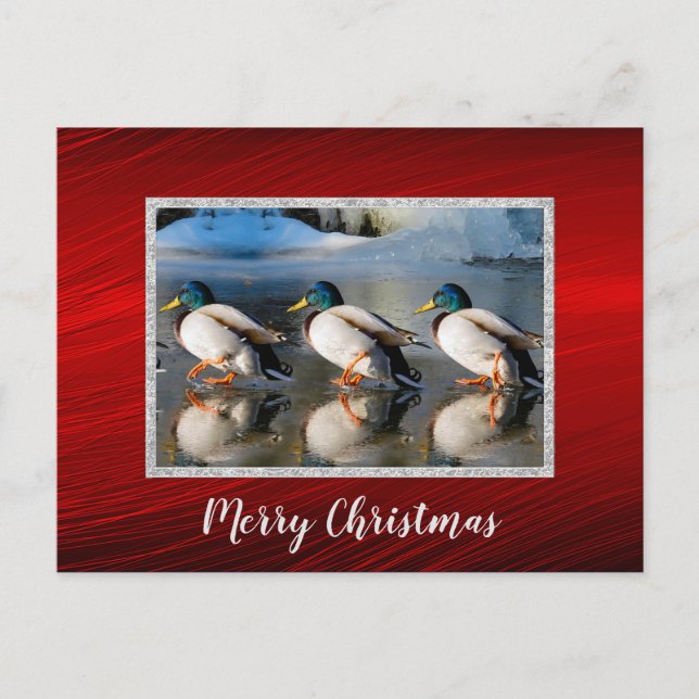 Mallard Ducks Ice Photo Christmas Postcard (Front)
