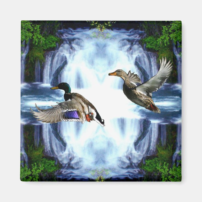 Mallard ducks magnet (Front)