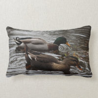 Mallard Ducks on a Pond Photo