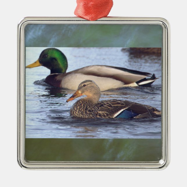 Mallard Ducks Ornament  (Front)