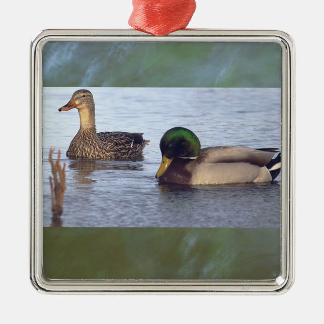 Mallard Ducks Ornament  (Front)