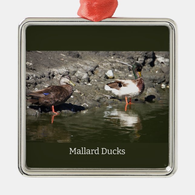 Mallard Ducks Ornament  (Front)