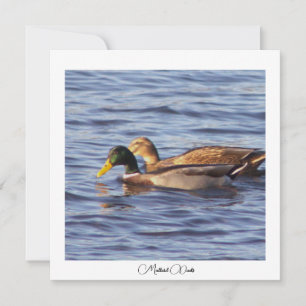 Mallard Ducks Photo Card