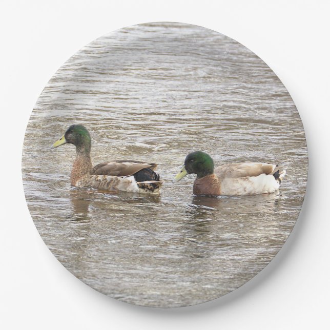 Mallard Ducks Photo Paper Plates (Front)