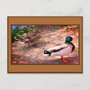 Mallard Ducks Photo Postcard