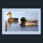Mallard Ducks Photo Poster<br><div class="desc">Mallard Ducks Photo Poster</div>