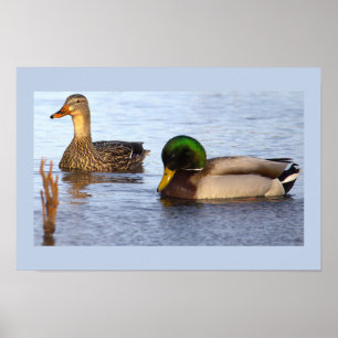 Mallard Ducks Photo Poster