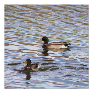 Mallard Ducks Photo Poster