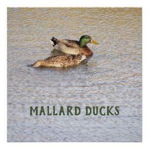 Mallard Ducks Photo Poster