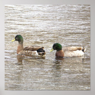 Mallard Ducks Photo Poster