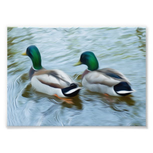 Mallard Ducks Photo Print