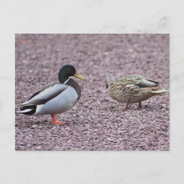 Mallard Ducks Postcard  (Front)