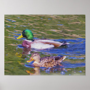 Mallard Ducks Poster