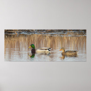 Mallard Ducks Poster