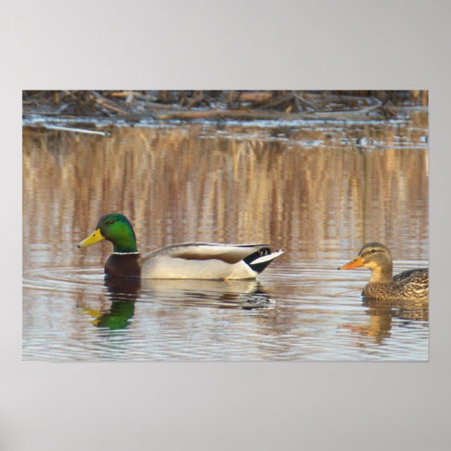 Mallard Ducks Poster (Front)