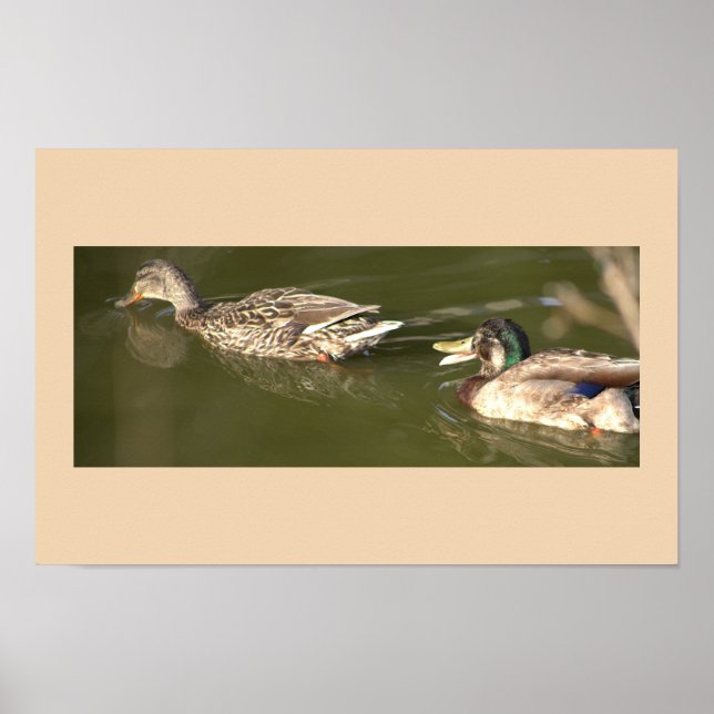 Mallard Ducks Poster (Front)