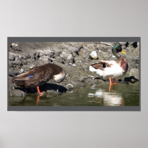 Mallard Ducks Poster