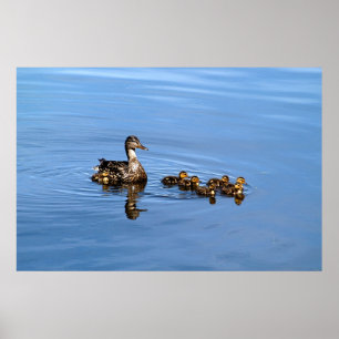 Mallard ducks poster