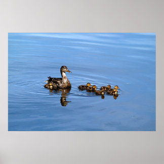 Mallard ducks poster