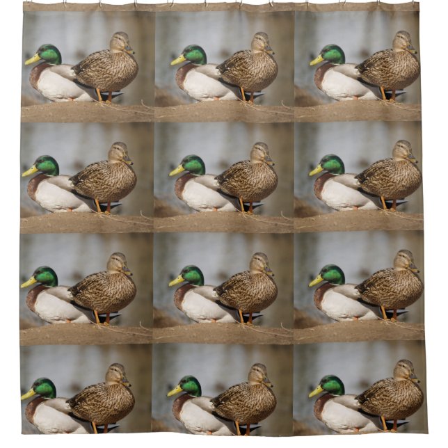 Mallard Ducks Shower Curtain (Front)