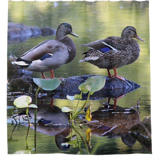 Mallard ducks shower curtain (Front)