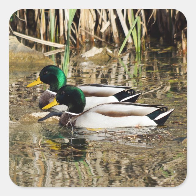 Mallard Ducks Sticker (Front)