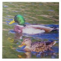 Mallard Ducks