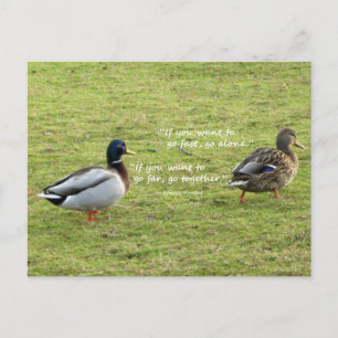 Mallard Ducks with African Proverb Postcard