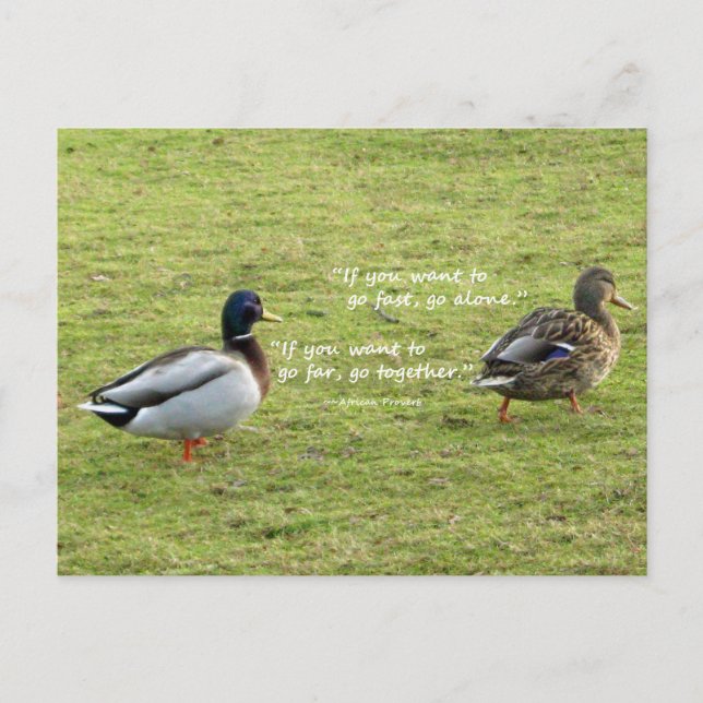 Mallard Ducks with African Proverb Postcard (Front)