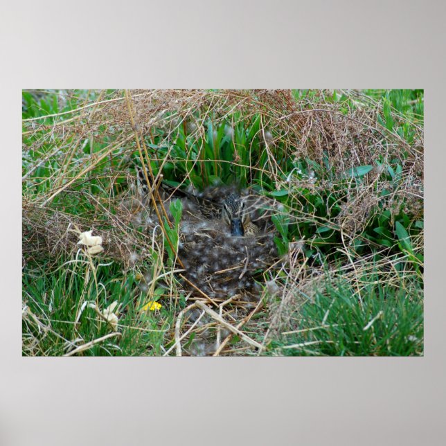 Mallard hen incubating her eggs poster (Front)