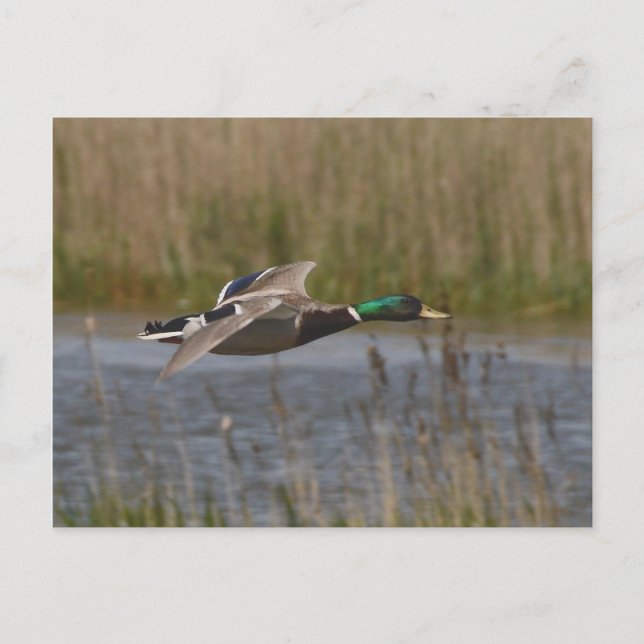 Mallard in flight postcard (Front)