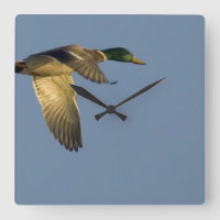 Mallard in Flight Square Wall Clock