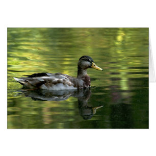 Mallard Mirrored On Green Water