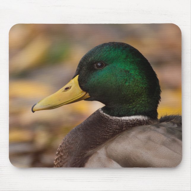 Mallard Mouse Pad (Front)