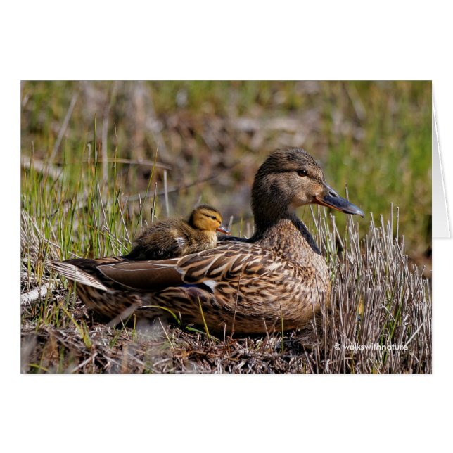 Mallard Mum with Duckling Onboard (Front Horizontal)