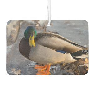 Mallard On Ice Car Air Freshener