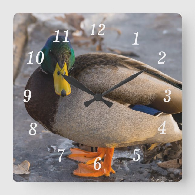 Mallard On Ice Wall Clock (Front)