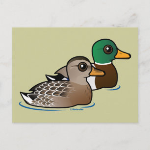 Mallard Pair Postcard