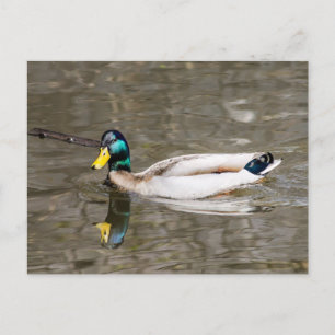Mallard Postcard